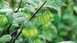 daun ciplukan