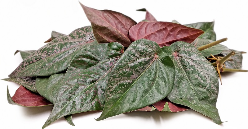 khasiat daun sirih merah