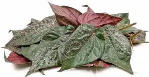 manfaat daun sirih merah